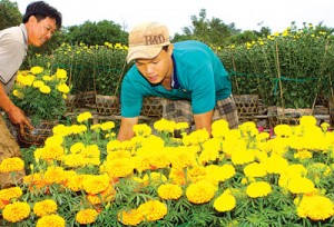 เกษตรกรเขตที่ราบแม่น้ำโขงพัฒนาการเกษตรอย่างยั่งยืน